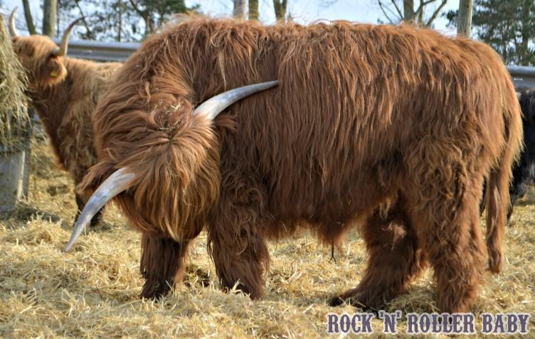 Some people are just born devil horn cows - leave em to it!